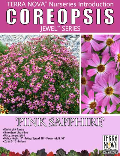 Coreopsis 'Pink Sapphire' - Product Profile