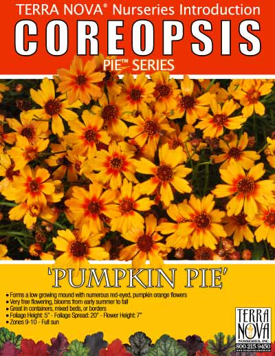 Coreopsis 'Pumpkin Pie' - Product Profile