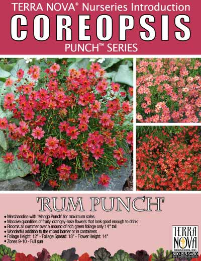 Coreopsis 'Rum Punch' - Product Profile