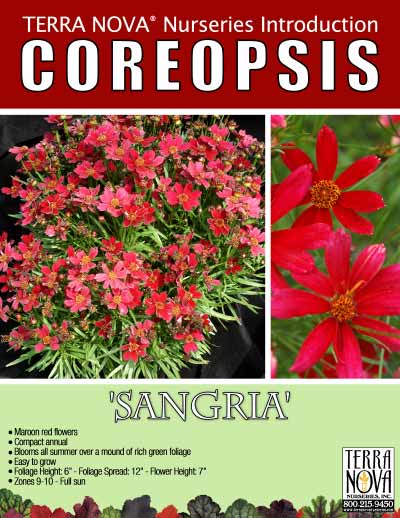 Coreopsis 'Sangria' - Product Profile