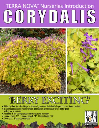 Corydalis 'Berry Exciting' - Product Profile