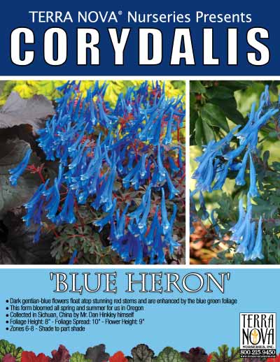 Corydalis 'Blue Heron' - Product Profile