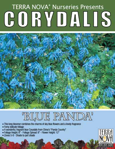 Corydalis 'Blue Panda' - Product Profile