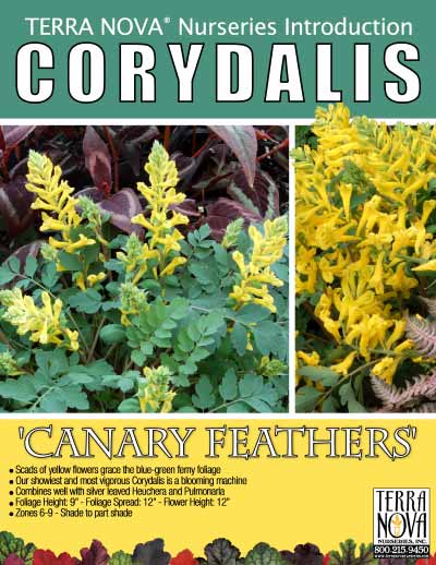 Corydalis 'Canary Feathers' - Product Profile