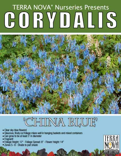 Corydalis 'China Blue' - Product Profile