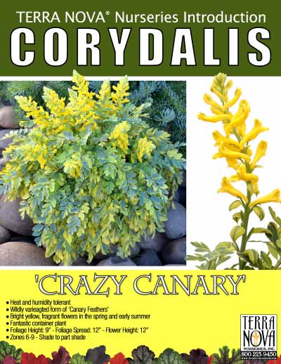 Corydalis 'Crazy Canary' - Product Profile