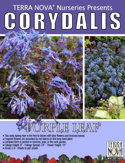 Corydalis 'Purple Leaf' - Product Profile