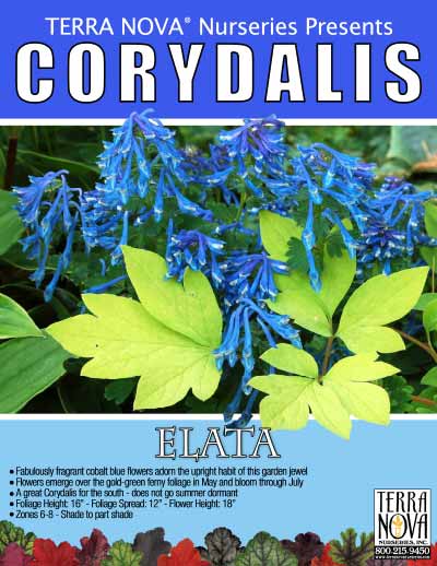 Corydalis elata - Product Profile