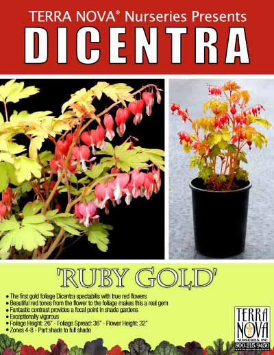 Dicentra 'Ruby Gold' - Product Profile