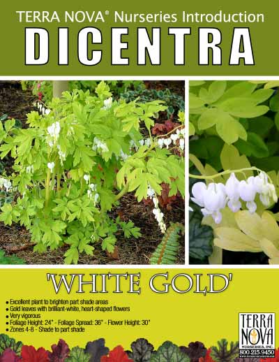 Dicentra 'White Gold' - Product Profile