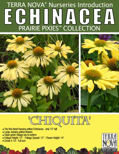 Echinacea 'Chiquita' - Product Profile