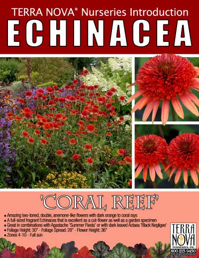 Echinacea 'Coral Reef' - Product Profile