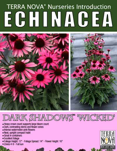 Echinacea DARK SHADOWS™ 'Wicked' - Product Profile