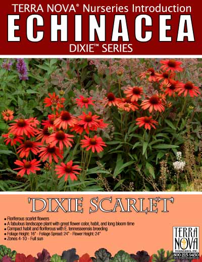 Echinacea 'Dixie Scarlet' - Product Profile
