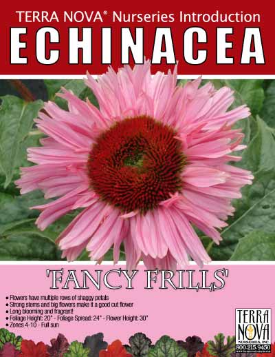 Echinacea 'Fancy Frills' - Product Profile