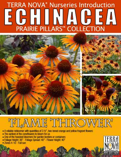 Echinacea 'Flame Thrower' - Product Profile
