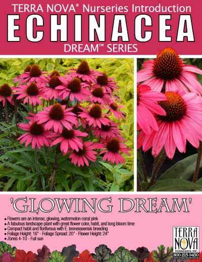 Echinacea 'Glowing Dream' - Product Profile