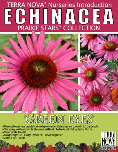 Echinacea 'Green Eyes' - Product Profile