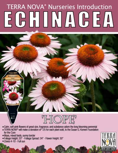 Echinacea 'Hope' - Product Profile
