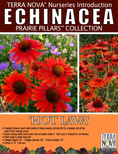 Echinacea 'Hot Lava' - Product Profile
