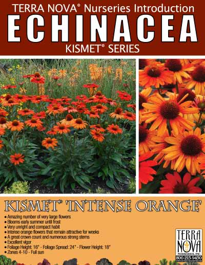 Echinacea KISMET® 'Intense Orange' - Product Profile