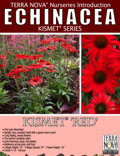 Echinacea KISMET® 'Red' - Product Profile
