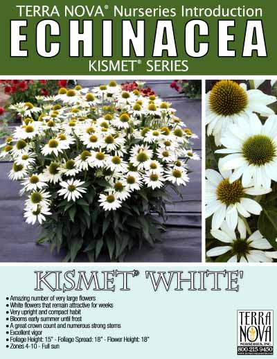 Echinacea KISMET® 'White' - Product Profile