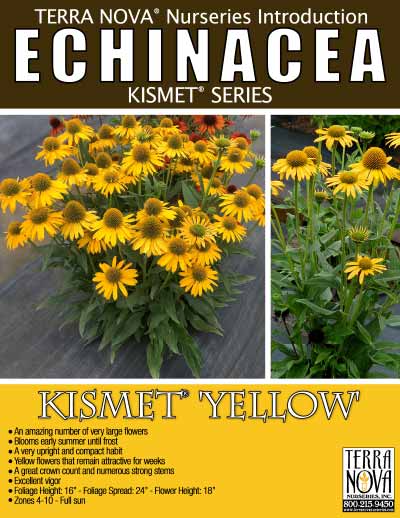 Echinacea KISMET® 'Yellow' - Product Profile