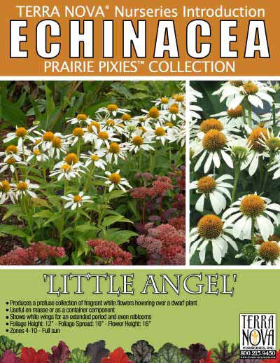 Echinacea 'Little Angel' - Product Profile