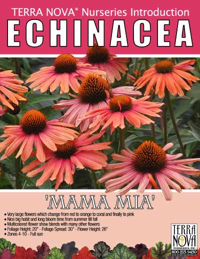 Echinacea 'Mama Mia' - Product Profile