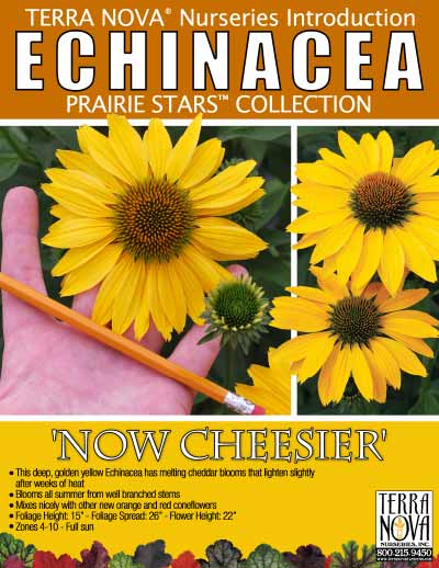 Echinacea 'Now Cheesier' - Product Profile