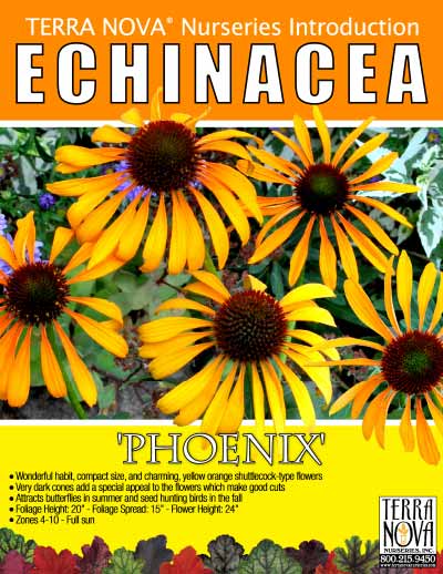 Echinacea 'Phoenix' - Product Profile