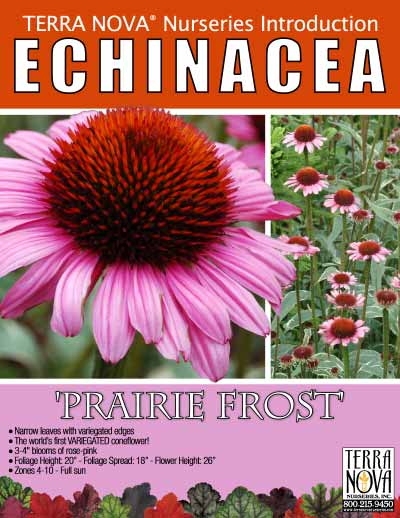 Echinacea 'Prairie Frost' - Product Profile