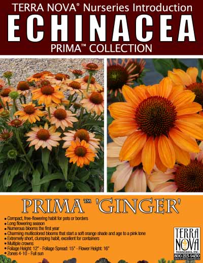 Echinacea PRIMA™ 'Ginger' - Product Profile