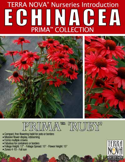 Echinacea PRIMA™ 'Ruby' - Product Profile