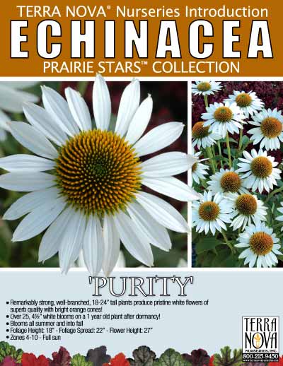 Echinacea 'Purity' - Product Profile