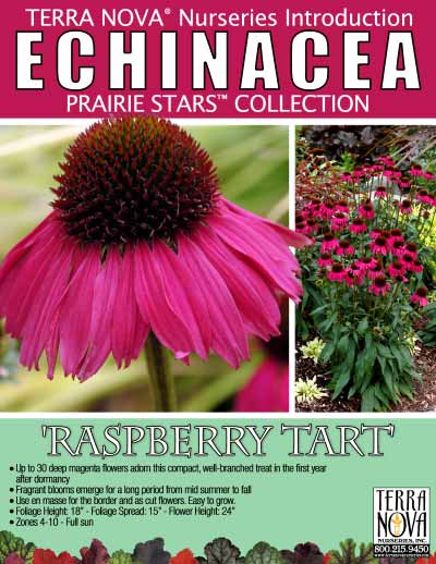 Echinacea 'Raspberry Tart' - Product Profile