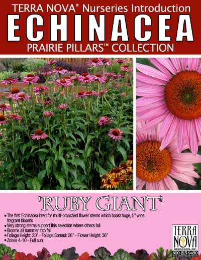 Echinacea 'Ruby Giant' - Product Profile