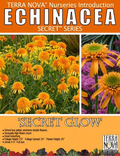 Echinacea 'Secret Glow' - Product Profile