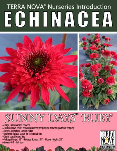 Echinacea SUNNY DAYS™ 'Ruby' - Product Profile