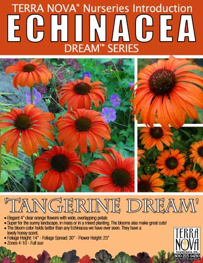 Echinacea 'Tangerine Dream' - Product Profile
