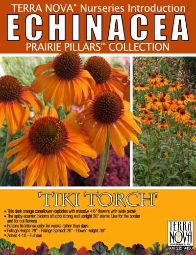Echinacea 'Tiki Torch' - Product Profile
