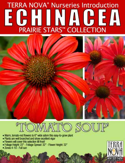 Echinacea 'Tomato Soup' - Product Profile