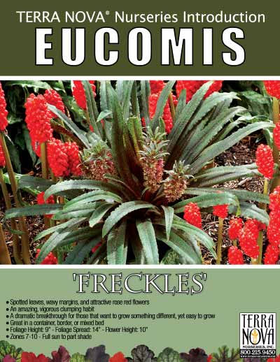 Eucomis 'Freckles' - Product Profile
