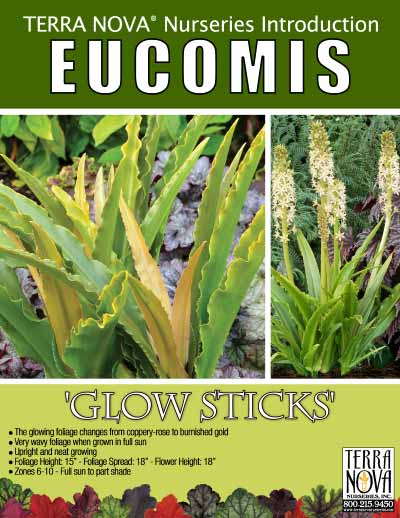 Eucomis 'Glow Sticks' - Product Profile