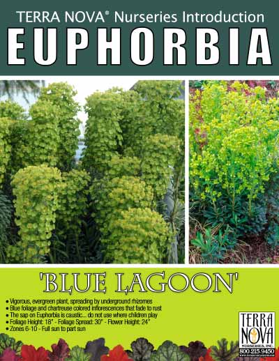 Euphorbia 'Blue Lagoon' - Product Profile
