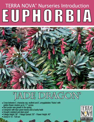 Euphorbia 'Jade Dragon' - Product Profile