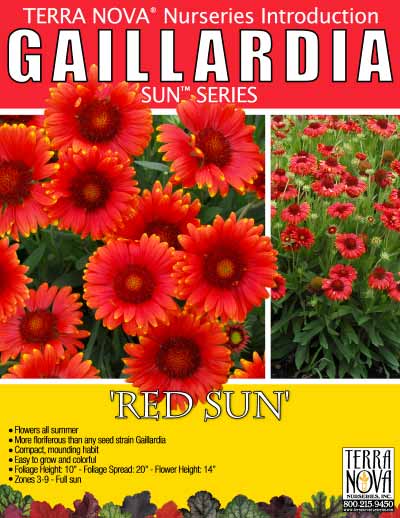 Gaillardia 'Red Sun' - Product Profile
