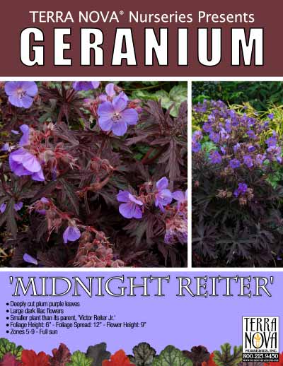 Geranium 'Midnight Reiter' - Product Profile