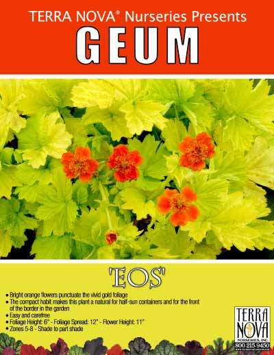 Geum 'Eos' - Product Profile